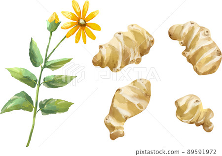 菊芋和花卉集水彩風格插圖 菊芋和花卉集水彩風格插圖 89591972