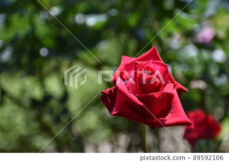 一朵明亮的紅色春天玫瑰,發出綠色的光芒 一朵明亮的紅色春天玫瑰,發出綠色的光芒 89592106