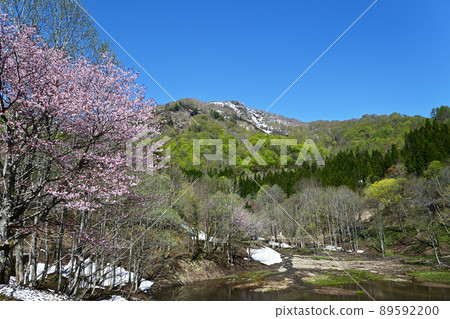 View Nakanishiyama with the remaining snow from the Oku-hema Nature Park Motoike where the cherry blossoms bloom 89592200