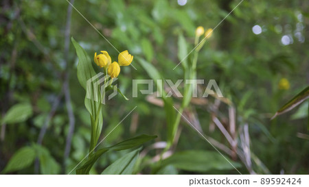 Cephalanthera falcata blooming in a wooded area [endangered plant] / Orchidaceae 89592424
