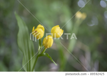 金蘭花特寫 [瀕危植物] / 蘭科 89592425