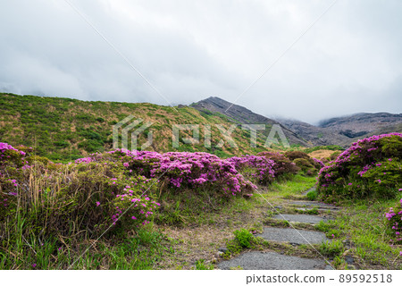 The scenery of the pink flower Miyama Kirishima blooming in the Aso Sensuikyo in early summer 89592518