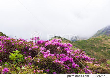 The scenery of the pink flower Miyama Kirishima blooming in the Aso Sensuikyo in early summer The scenery of the pink flower Miyama Kirishima blooming in the Aso Sensuikyo in early summer 89592540