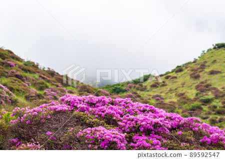 The scenery of the pink flower Miyama Kirishima blooming in the Aso Sensuikyo in early summer 89592547