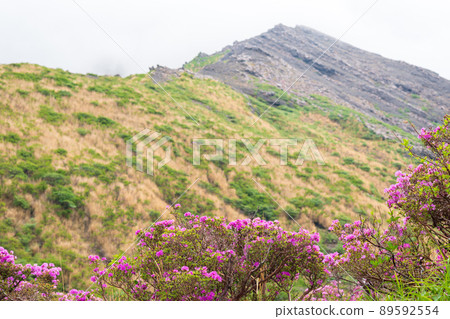 初夏在阿蘇仙水峽盛開的粉紅色花美山霧島風景 89592554