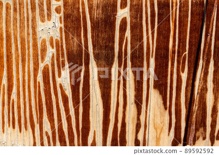 Old wooden background or texture 89592592