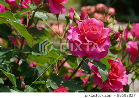 Komaki City Citizens' Four Seasons Forest where roses are in full bloom Komaki City Citizens' Four Seasons Forest where roses are in full bloom 89592827
