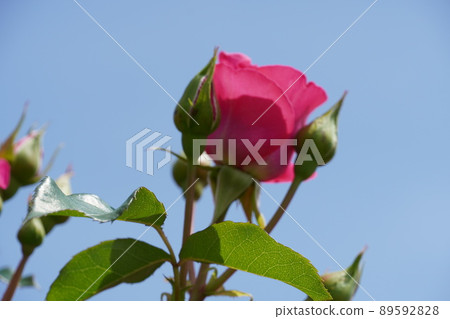Komaki City Citizens' Four Seasons Forest where roses are in full bloom 89592828
