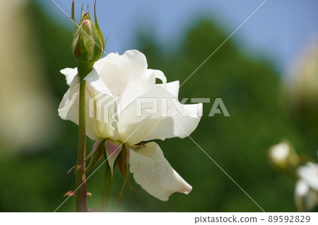 Komaki City Citizens' Four Seasons Forest where roses are in full bloom 89592829