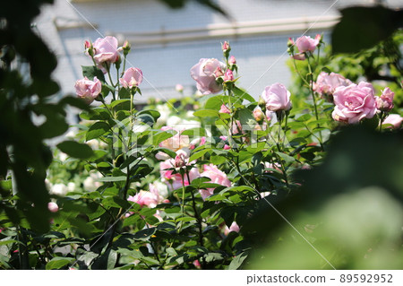 Moist and white roses 89592952