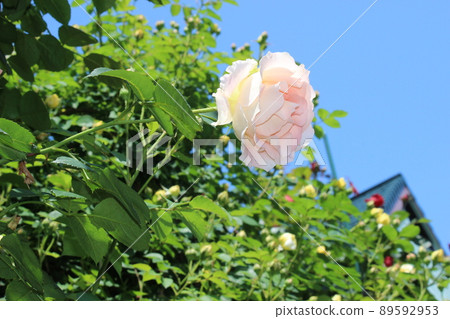 Moist white rose rose and sky Moist white rose rose and sky 89592953