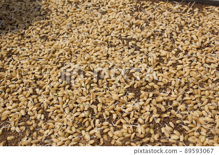 Rice seed 89593067