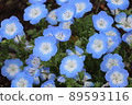 Flowers 89593116