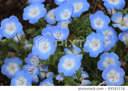 Flowers 89593116