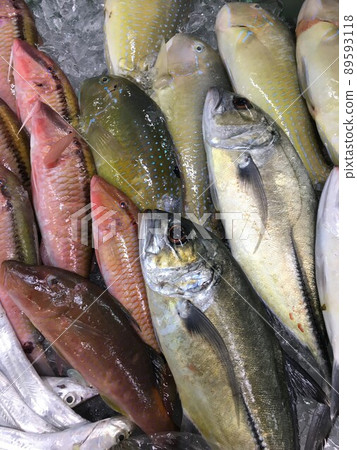 fish fish 89593118