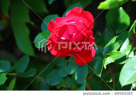 Moist and red rose 89593265