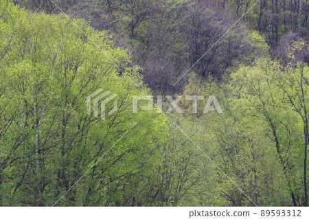 Fresh green thickets in the eastern part of Hokkaido 89593312