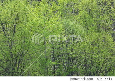 Fresh green thickets in the eastern part of Hokkaido 89593314