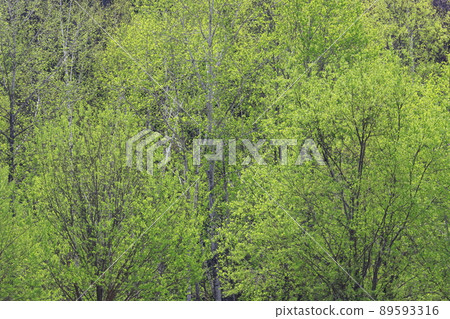 Fresh green thickets in the eastern part of Hokkaido 89593316