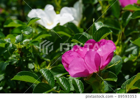 玫瑰盛開的小牧市市民四季森林 玫瑰盛開的小牧市市民四季森林 89593353