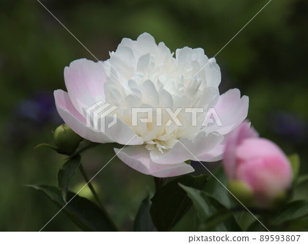 牡丹花的特寫 89593807