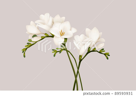 3d beautiful freesia flowers 3d beautiful freesia flowers 89593931