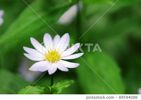 Kogiku Miyama Yomena (深山紫菀 yomena) 在初夏開花 Kogiku Miyama Yomena (深山紫菀 yomena) 在初夏開花 89594086