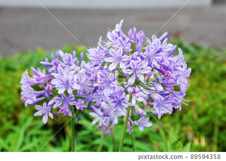 Agapanthus Agapanthus 89594358