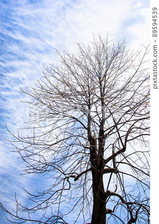 羊山公園內立樹與天空的景觀。周邊地區的櫻花盛開。請提供一個簡單的背景。廣島縣 89594539