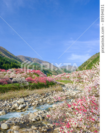Nagano Achi Village _ Superb view of Hanamomo no Sato Nagano Achi Village _ Superb view of Hanamomo no Sato 89594831