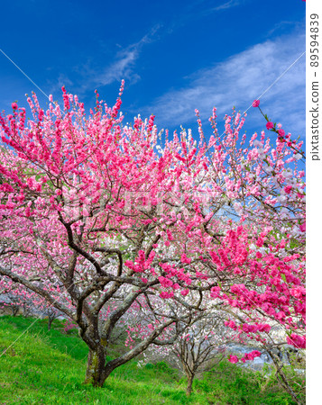Nagano Achi Village _ Superb view of Hanamomo no Sato 89594839
