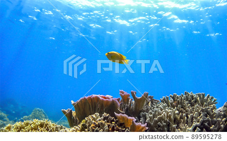 Nishihama Beach underwater photograph of Okinawa Akajima 89595278