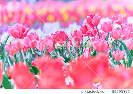 Akebonoyama Park Spring Tulips Akebonoyama Park Spring Tulips 89595555