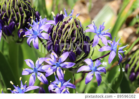 Purple flowers of Scilla peruviana blooming in a Japanese park in spring 89596102