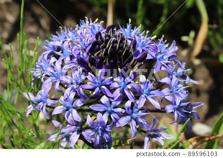 Purple flowers of Scilla peruviana blooming in a Japanese park in spring 89596103