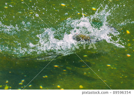 Trout fishing in nature Trout fishing in nature 89596354