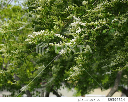 有白色芽和花的蠟葉女貞樹(新鮮綠色松甲蟲的樹枝) 有白色芽和花的蠟葉女貞樹(新鮮綠色松甲蟲的樹枝) 89596814