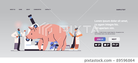 scientists or veterinary workers team doing experiments in lab with experimental pig biological genetic engineering research 89596864