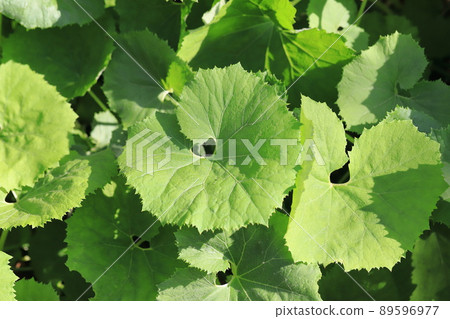 Young leaves of butterbur (butterbur) Young leaves of butterbur (butterbur) 89596977
