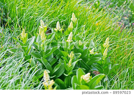 Veratrum stamineum, endemic to Japan 89597023