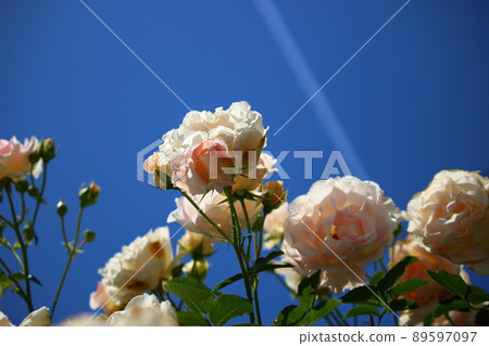 Moist white roses, blue sky breeze Moist white roses, blue sky breeze 89597097