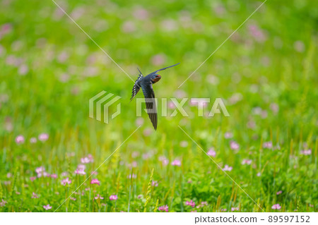 Swallows flying in a brick field 89597152