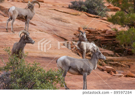 Mountain goat Mountain goat 89597284