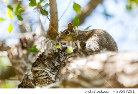 Squirrel 89597291