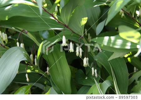 所羅門的封印 89597303