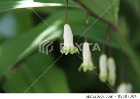 Amadokoro Amadokoro 89597304