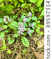 Perennial plant Ajuga scallop 89597314
