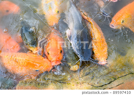 Carp fish tilapia and catfish eating from feeding food on water surface ponds on water surface ponds, fish farm floating for breathe on top water in lake near river Asian 89597410