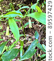 Liliaceae plant Disporum sessile 89597429