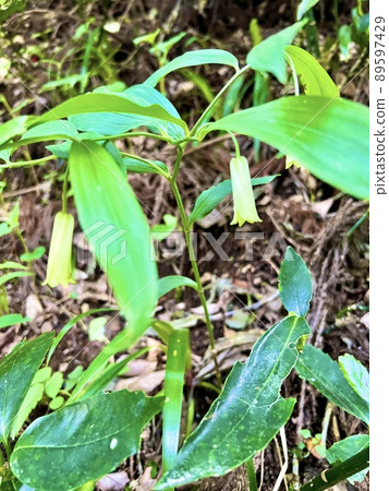 Liliaceae plant Disporum sessile Liliaceae plant Disporum sessile 89597429
